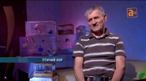 Слепой канаровод руководит птичьим хором.