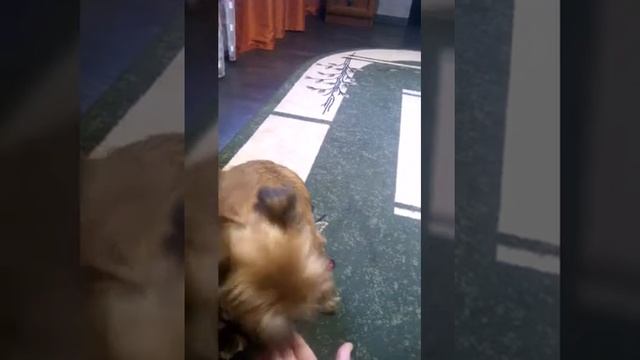 Команды собаки по имени Веня!! смотреть онлайн