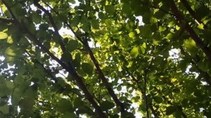 26 сентября День Корнилия. Народные приметы и традиции . Что делать нельзя.