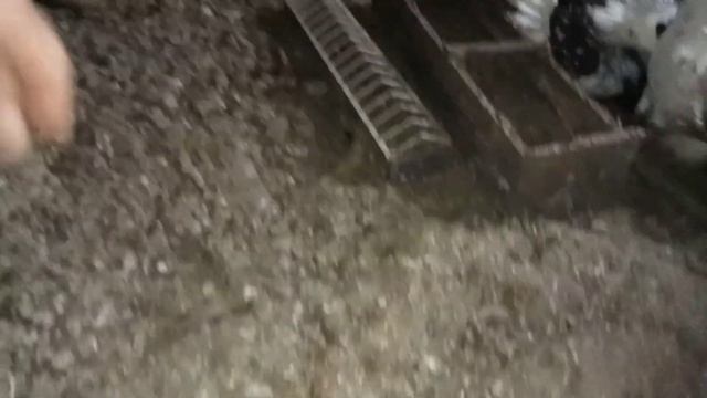 погода плохая но но всё равно берём голубей класс и будет чисто смотреть онлайн