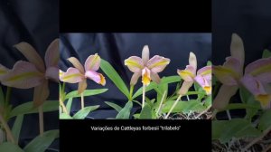 Orquídeas Cattleyas forbesii "trilabelo"