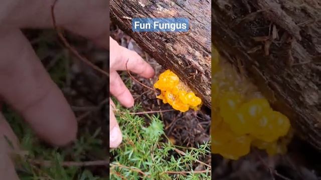 Jelly Fungus - hours of fun - Tremella species