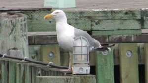 CARMICHAEL'S SHAKESPEARE: Sonnet #3 - Herring Gulls