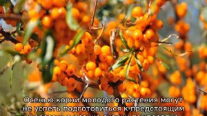 Как сажать облепиху