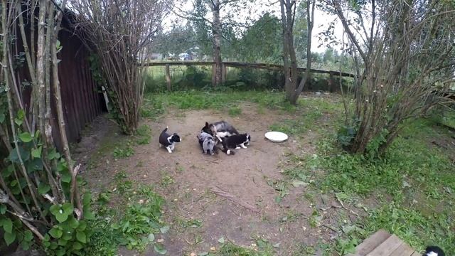 Щенки бордер колли смотреть онлайн