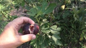 Инжир Хуртмани ,основной урожай