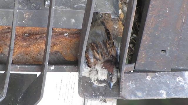 самец воробья Крикливый стреляет глазками на свою новую самочку смотреть онлайн