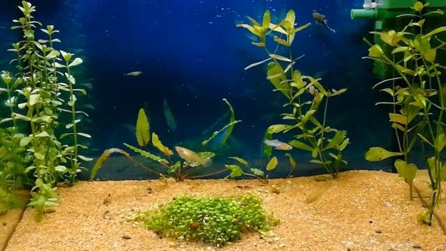 Секреты чистой воды в аквариуме #NIK_72 смотреть онлайн