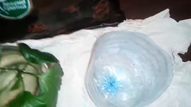 Гибискус Укоренение черенков