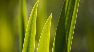 Биология 6 класс (Пасечник) ,аудио Параграф 44 Клеточное строение листа