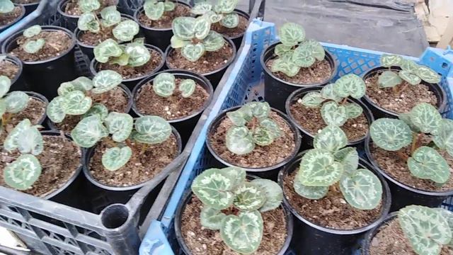 Посылочка с растишками!!! смотреть онлайн