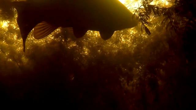 Подводная Охота Северский донец (Линь, Щука, Черепаха) смотреть онлайн