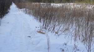 Ловля птиц (белые лазоревки)
