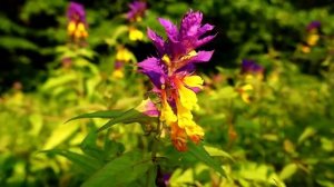 Пение Лесных Птиц на РАССВЕТЕ создаст ГАРМОНИЮ ДУШИ И РАЗУМА! Начни свой день с Хорошим Настроением!