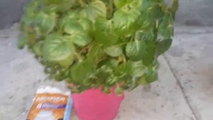 Чем спасти растения после сильно хлорированной воды