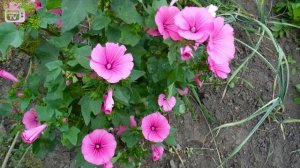 Необычная идея дизайна сада ? Как создать сад в розовом стиле? ➡ Мастер класс от эксперта hitsadTV