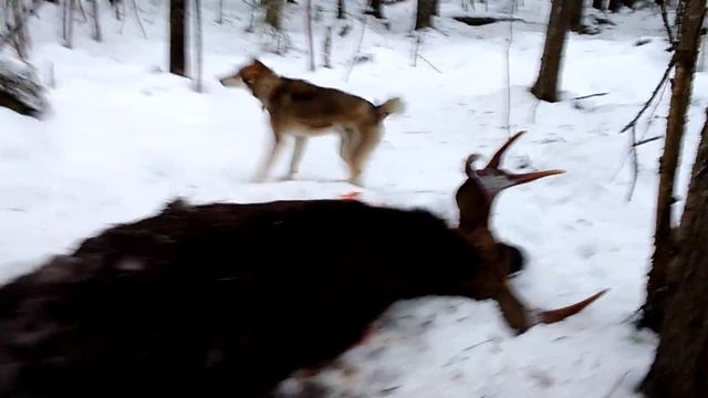 Охота на лося с собакой лайкой смотреть онлайн