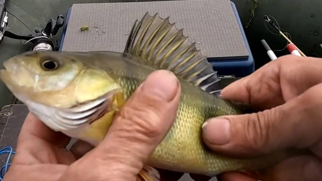 Рыбалка на спиннинг и удочку смотреть онлайн