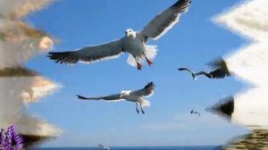 Чайки успокойтесь, ну довольно!!!