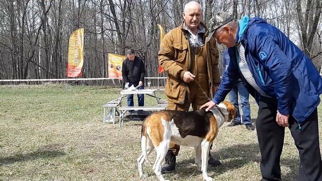 Саратовская Окружная выставка. Стар. возр. гр. Чемпион Задира вл. Гамазинов С.В. смотреть онлайн