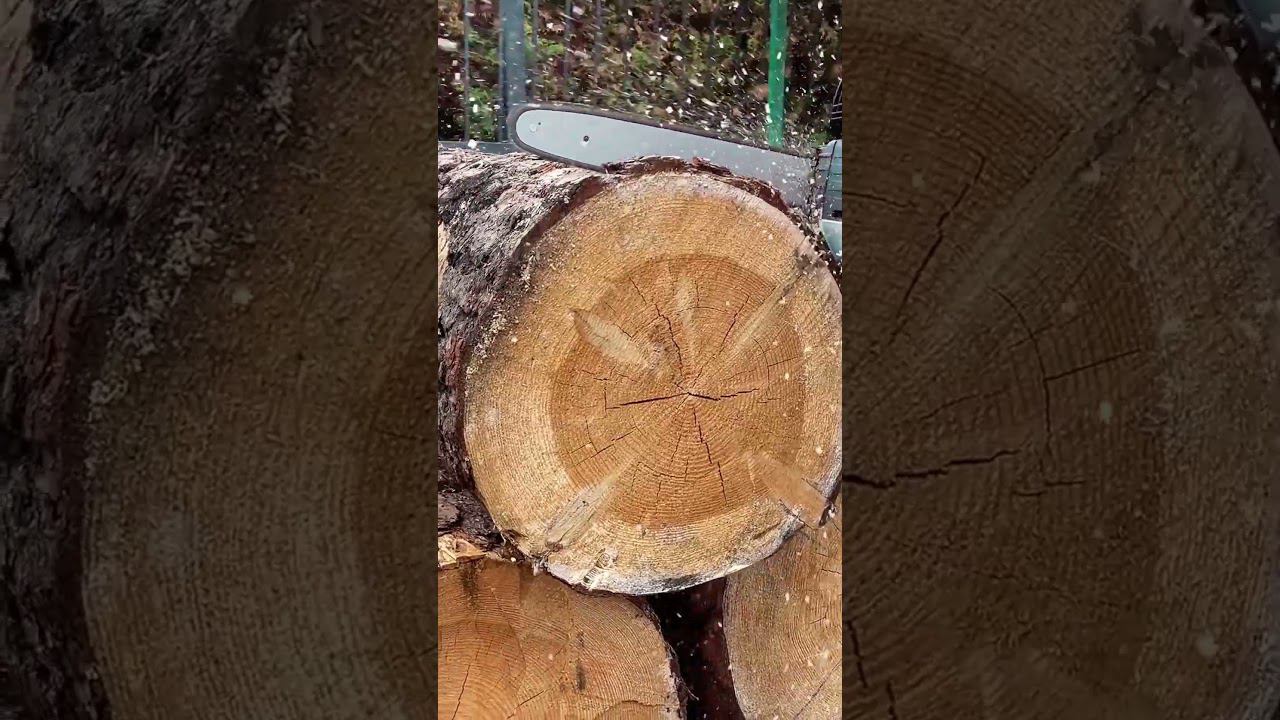 Пила аккумуляторная CAIMAN ENO CSTi14#gardening  #садоваятехника #shortsvideo2024 #дачасадогород#