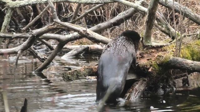 A Long Island  River Otter decides to groom on river bank.