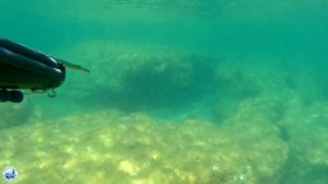 Подводная охота #35 Охота на кефаль