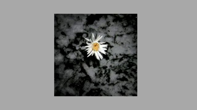 //Ромашки - Алёна Швец// смотреть онлайн