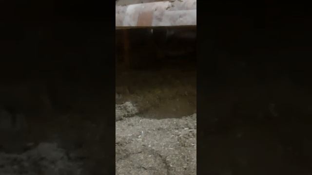 Сколько куры несут яиц. смотреть онлайн