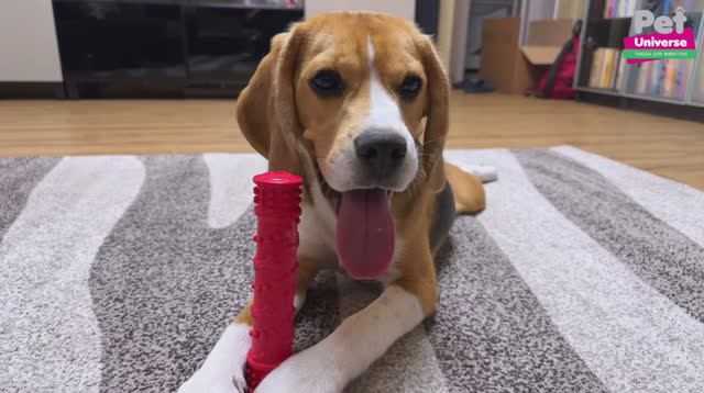 PU3075R Игрушка для собак Pet Universe Грызак палка кусалка со звуком с пищалкой, 19х4 см смотреть онлайн