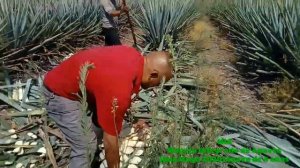 Jima de Agave de 4 años