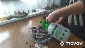 Как укоренить черенки голубой ели.