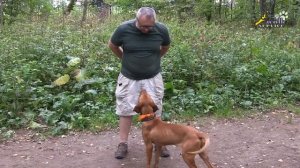 Дрессировка щенка, команда ко мне,упражнения на внимание и подзыв собаки