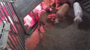 Рацион кормления свиней на откорме. И снова скупщик хотел обмануть. 6.02.2023г.