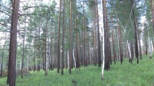 Черный сосновый усач