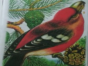 Виталий Бианки - Нос (1 часть)