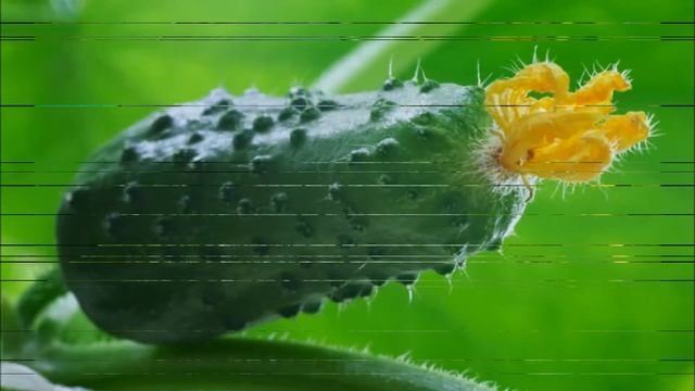 Выращивание огурцов как бизнес