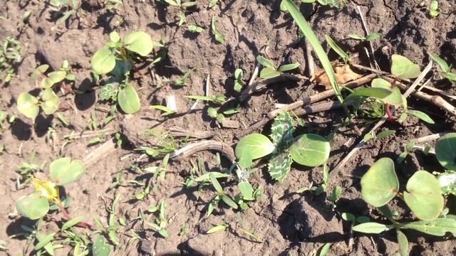 Расторопша вылезает смотреть онлайн