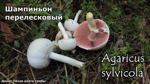 Шампиньон перелесковый | Agaricus sylvicola