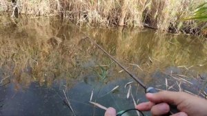 Мормышинг в ноябре.Отличный клёв.neoline 0.1-2.