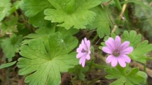 Geranium Pusillum @ Fiori e piante della montagna bellunese 28.06.2014