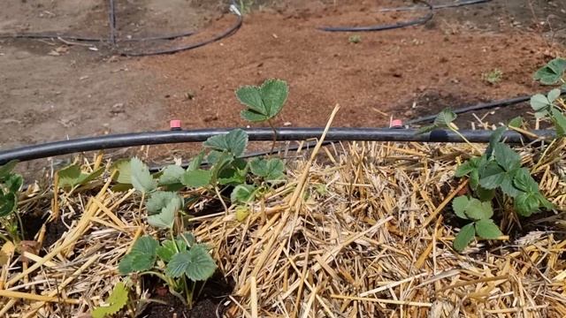 Клубника на соломе. Выращиваем ягоду?на соломенных тюках. смотреть онлайн