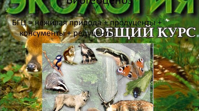 Основы экологии
