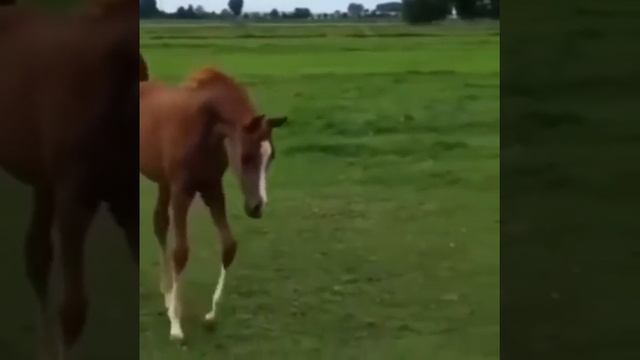 Очень красивые жеребята смотреть онлайн