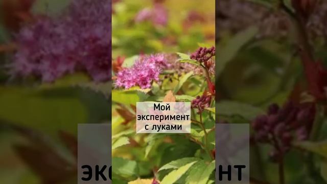 Мой новый эксперимент с луками декоративными.