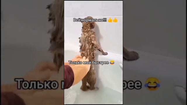 Наш говорящий кот.