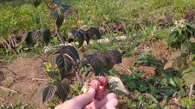 Ягодная ферма 13 сентября. Малина смотреть онлайн