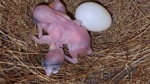 Thousands Pair Of Java & Finches Breeding Progress.