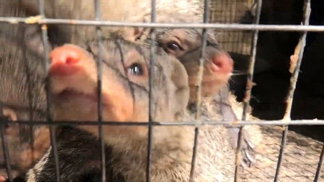 Сурикаты и Мангусты чудные зверята - забавные ребята! Mongooses, Meerkats are funny animals!