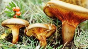 Какие грибы из семейства свинушковых встречаются в наших лесах